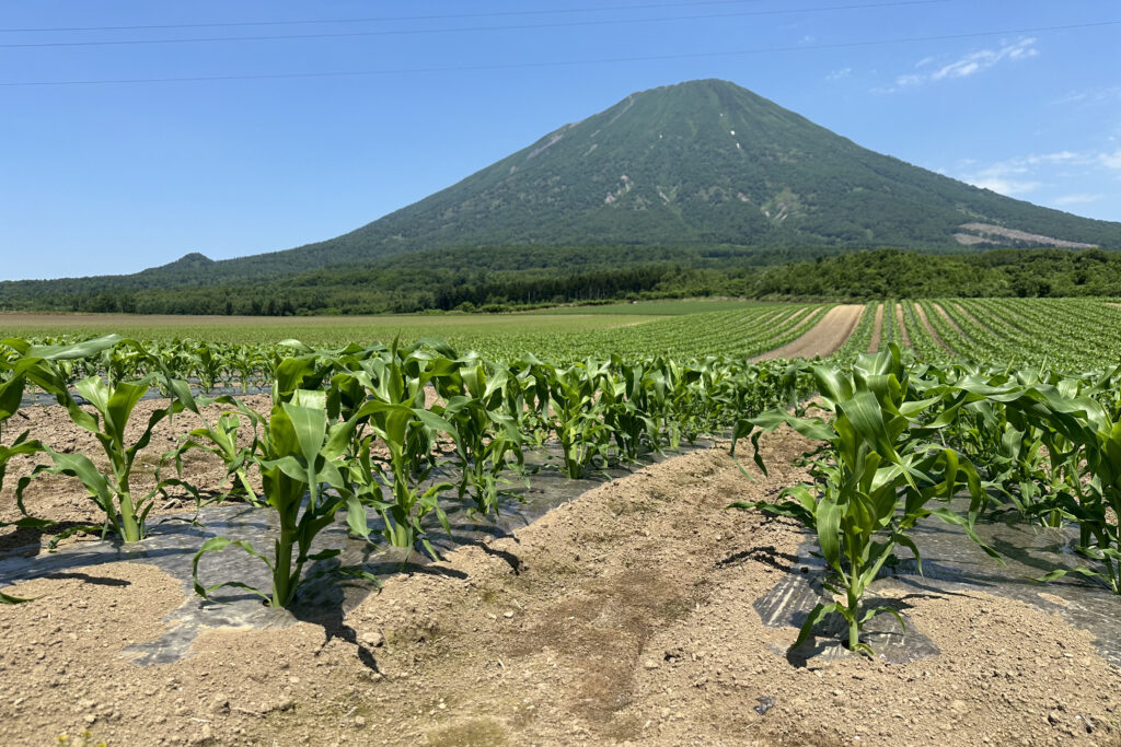 羊蹄山と横川さんのとうもろこし畑