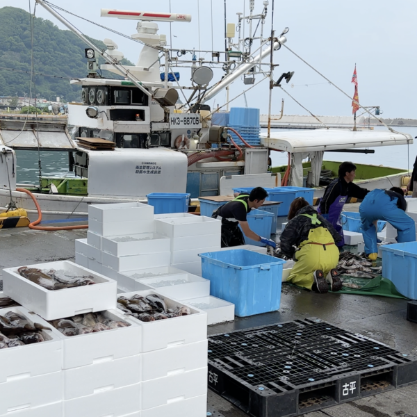 古平町ロケ2日目 バキバキホッケ＆甘エビの水揚げに同行！