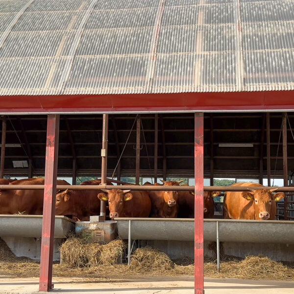 北海道・池田町、いけだ牛の飼育を取材させていただきました！