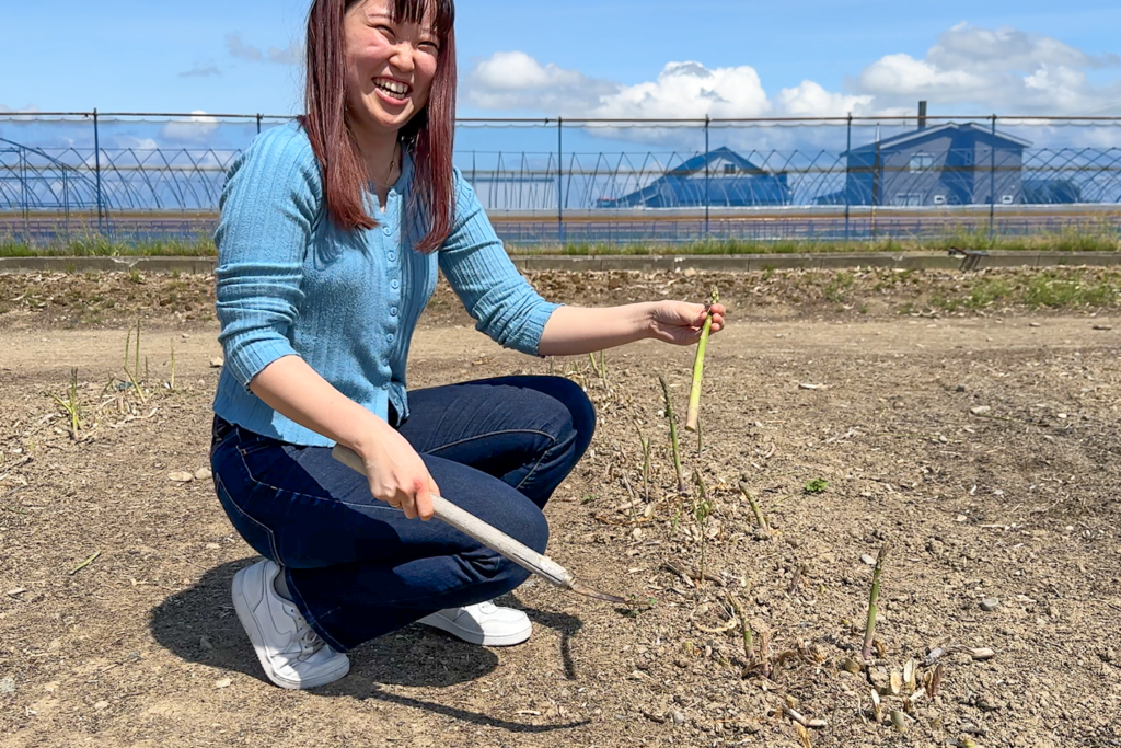 名寄アスパラ・収穫体験ガールはるね