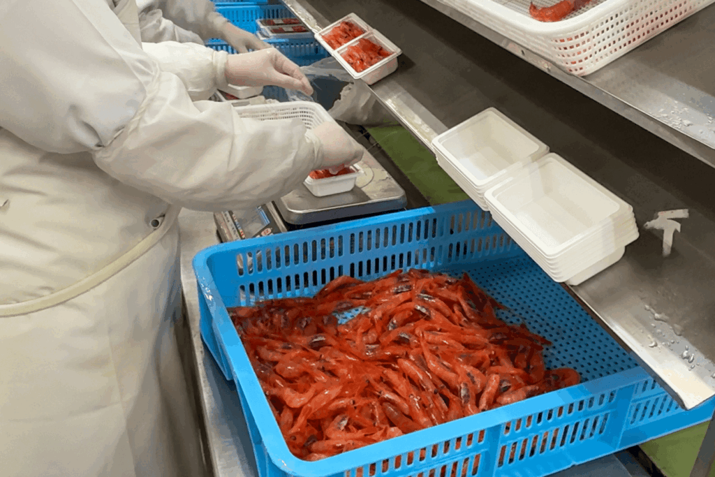 甘えびのパッキング作業