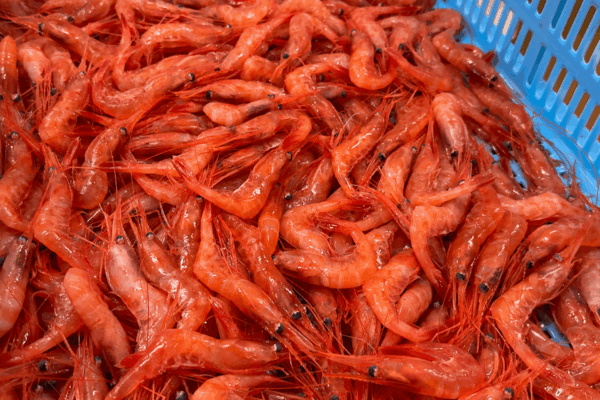 北海道・増毛町、鮮度バツグンな天然甘えびを取材してきました！