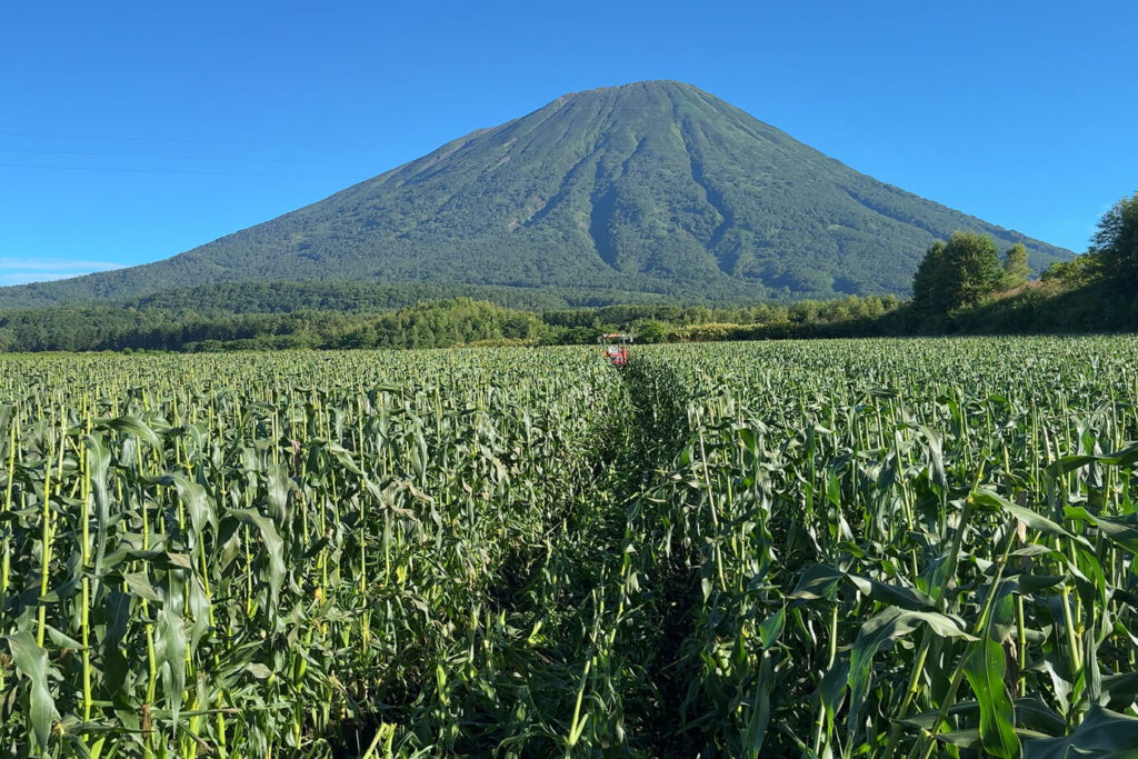 北海道・真狩村 横川さんのとうもろこし 羊蹄山