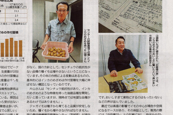 北海道・幕別町、インカのめざめについての取材記事が北海道新聞に掲載されました！