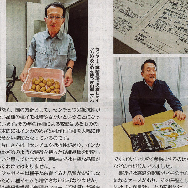北海道・幕別町、インカのめざめについての取材記事が北海道新聞に掲載されました！