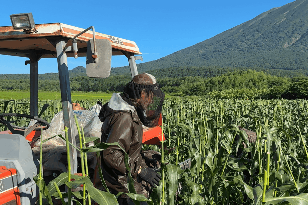 北海道・真狩村 横川さんのとうもろこし 収穫風景