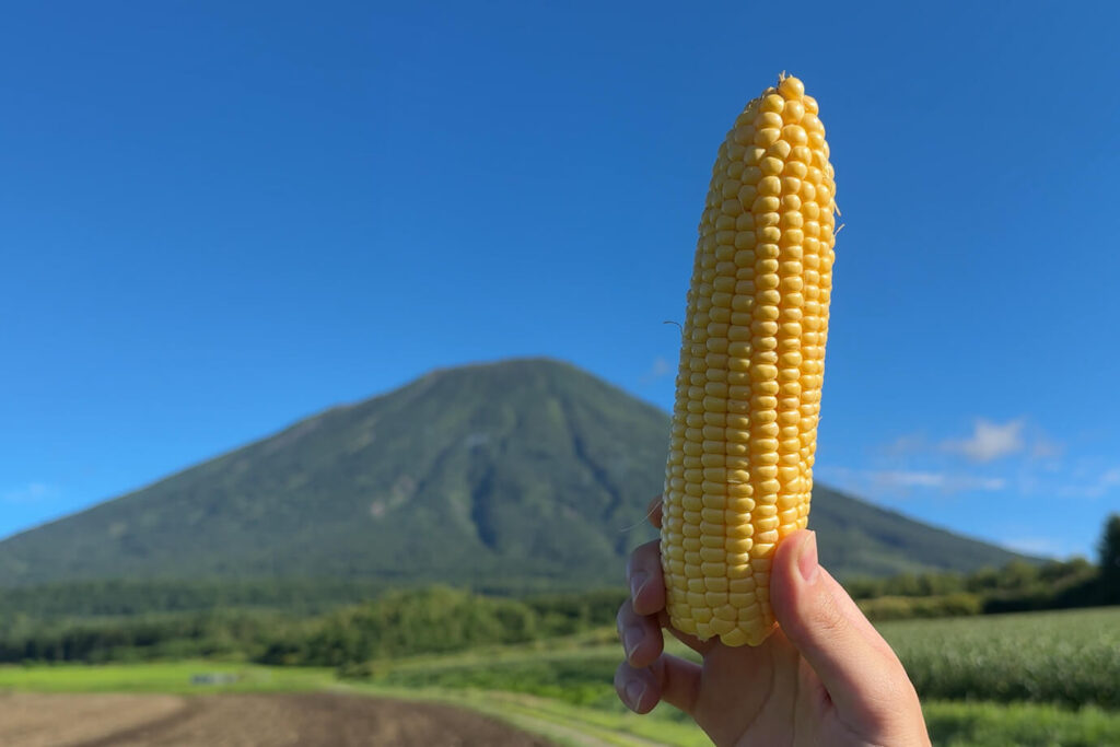 北海道・真狩村 横川さんのとうもろこし 羊蹄山