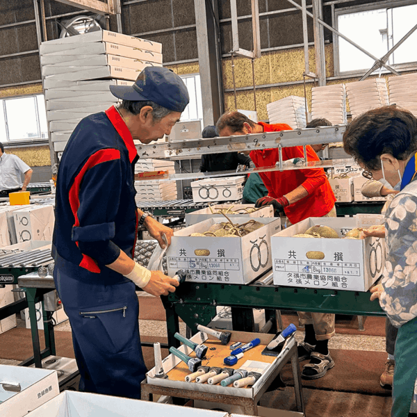 2026年夕張メロンの出荷が最盛期！今年は近年最高クラスの出来栄え【現地取材】